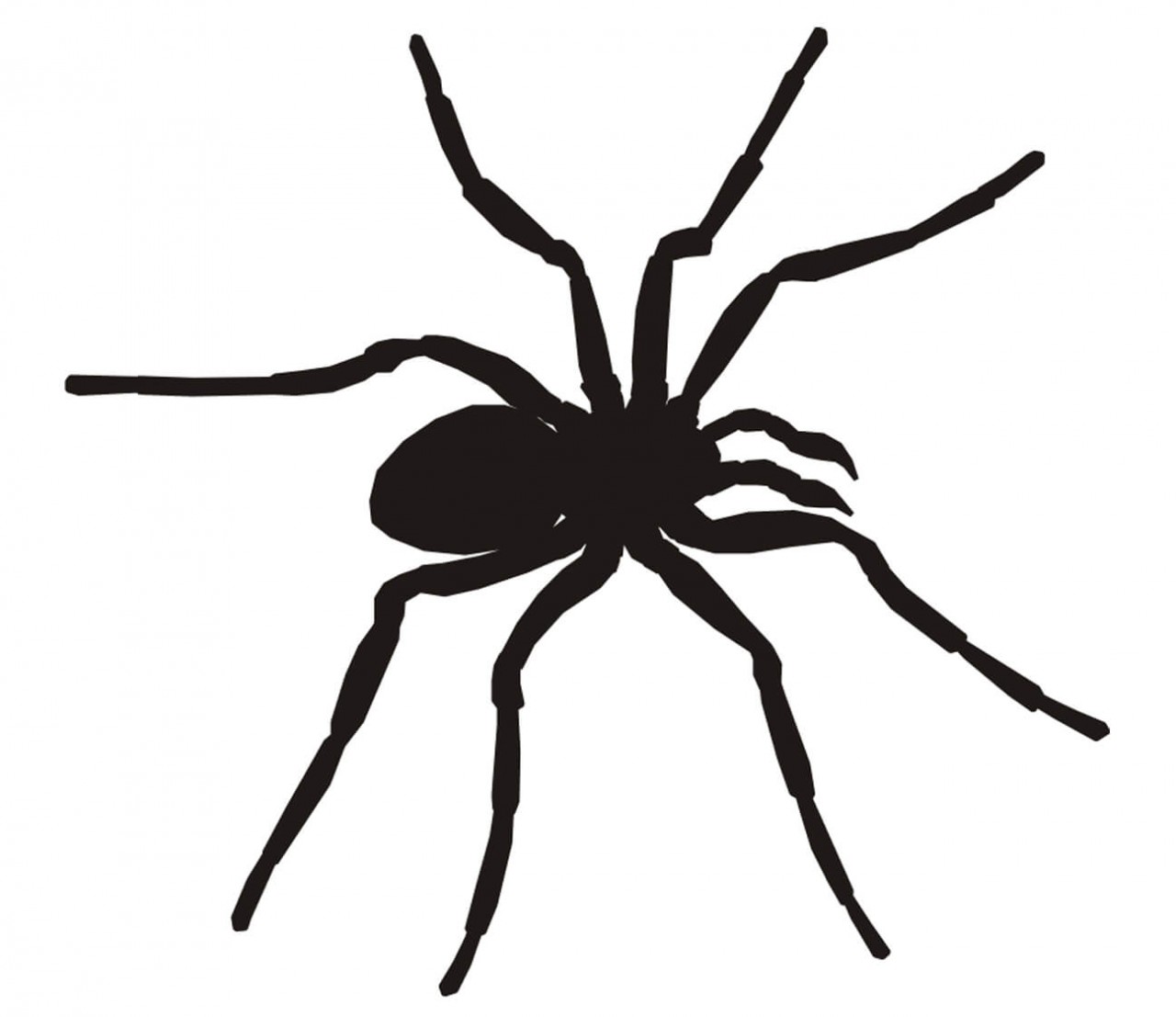 TIERE Spinne, Wolfsspinne als Wandtatoo TIERE Spinne, Wolfsspinne als Wandtatoo