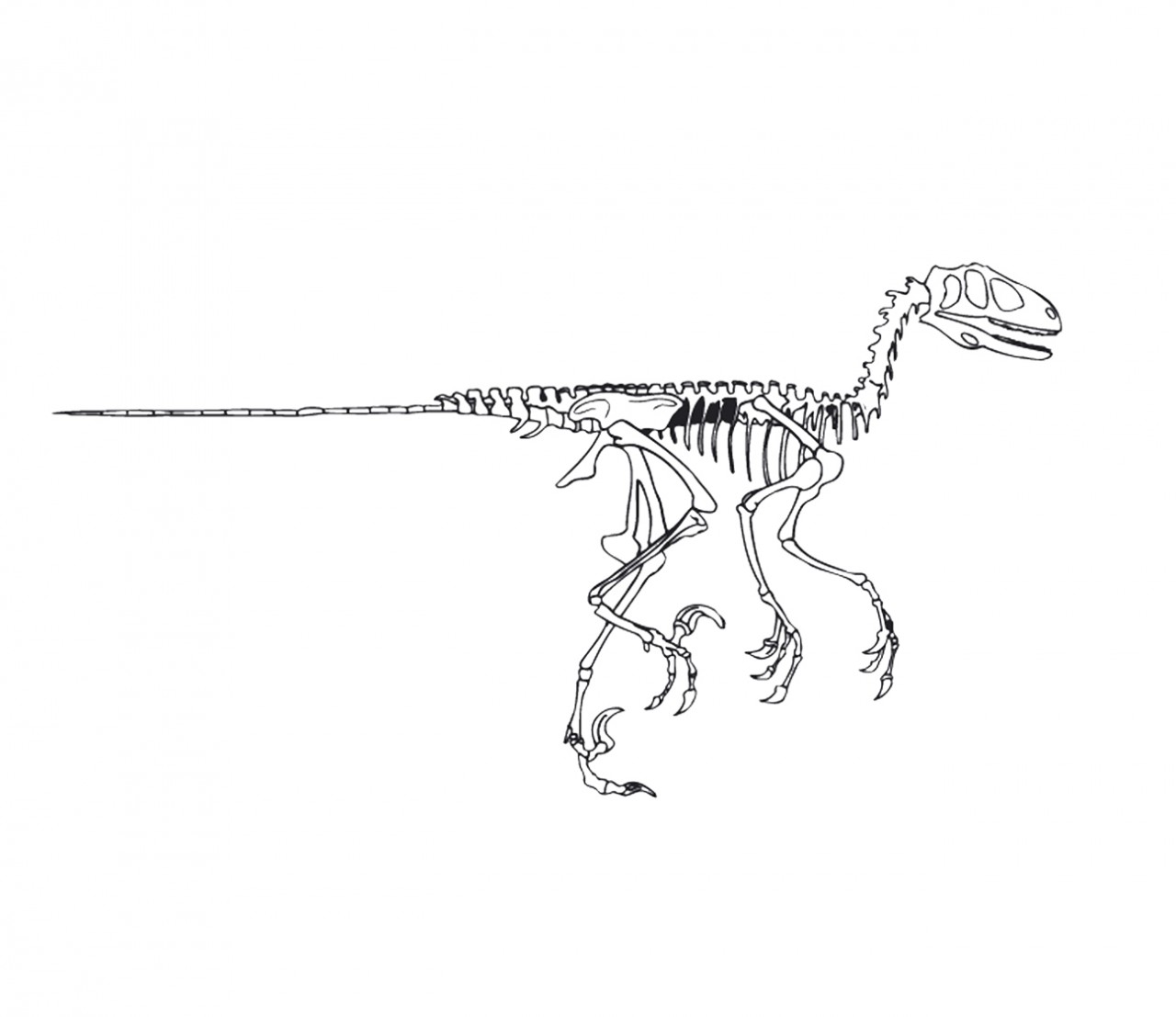 FANTASY Saurier, Skelett Wandtattoo FANTASY Saurier, Skelett Wandtattoo