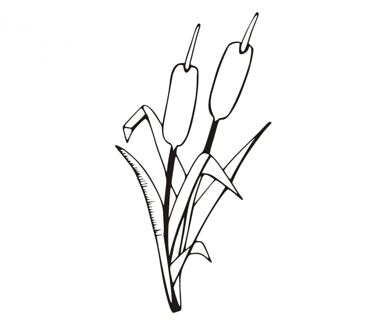 PFLANZEN Schilf, Rohrkolben Wandtattoo PFLANZEN Schilf, Rohrkolben Wandtattoo