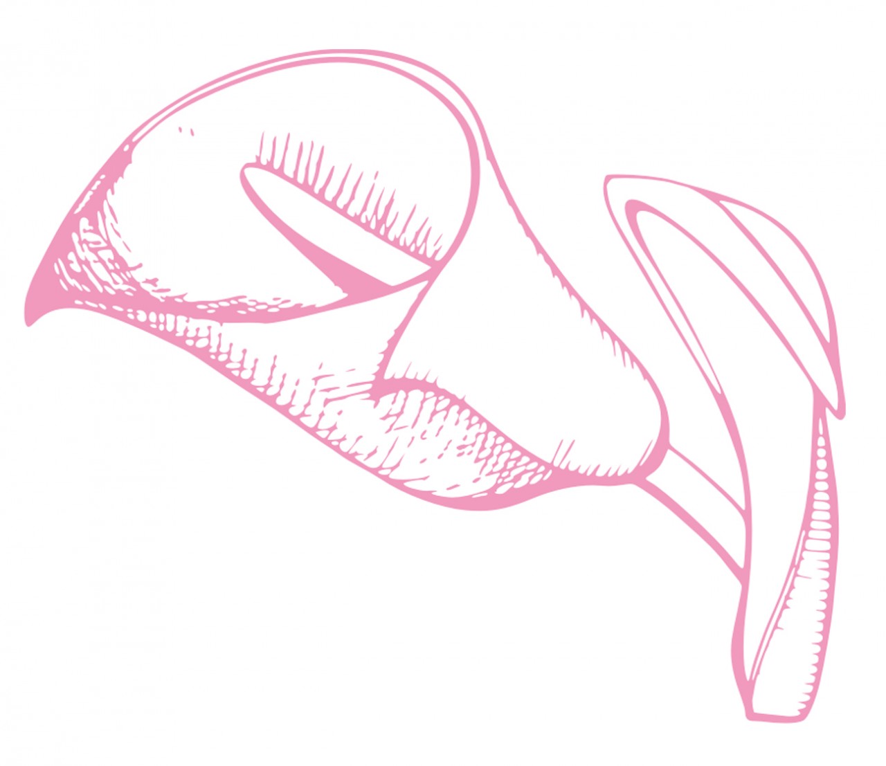 PFLANZEN Blüte, Calla Wandtattoo PFLANZEN Blüte, Calla Wandtattoo